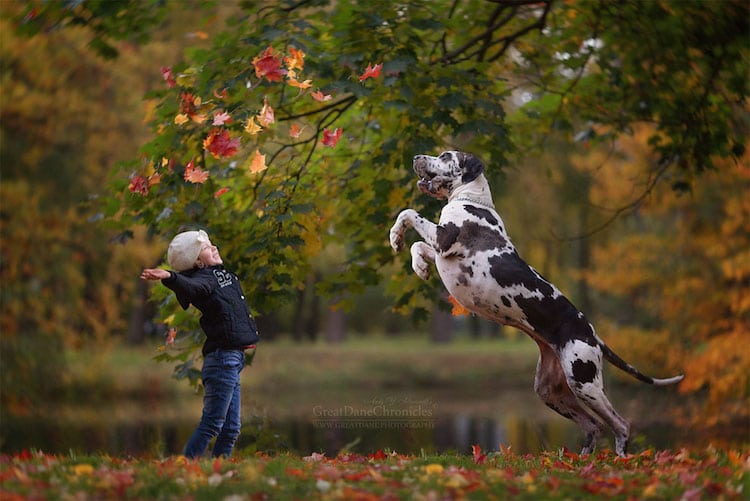 AndySeliverstoff 12 LittleKidsAndTheirBigDogs fotografía macotas perros infancia retratos belleza