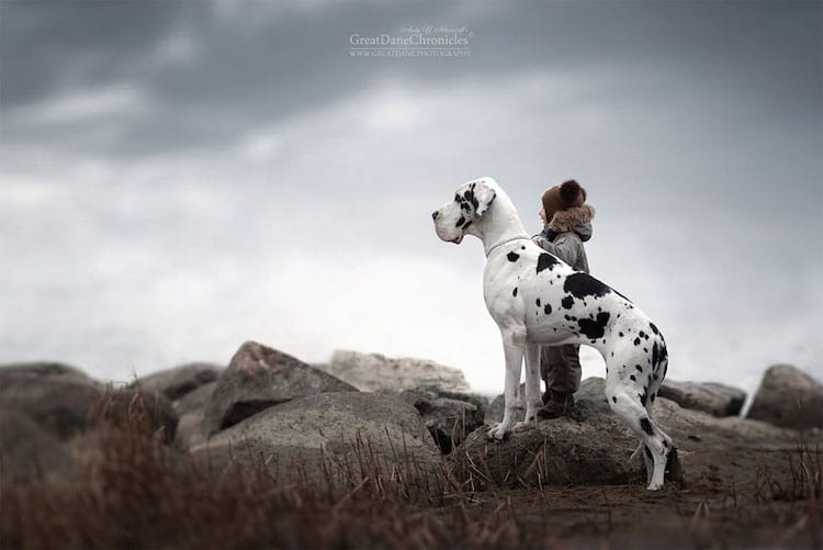 AndySeliverstoff 16 LittleKidsAndTheirBigDogs fotografía macotas perros infancia retratos belleza
