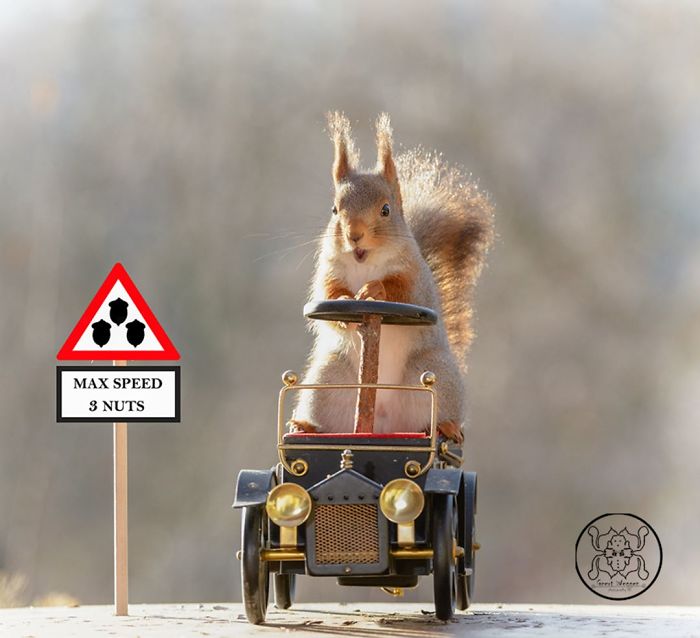 GeertWeggen 10 fotografía ardillas vidasalvaje naturaleza belleza estilodevida