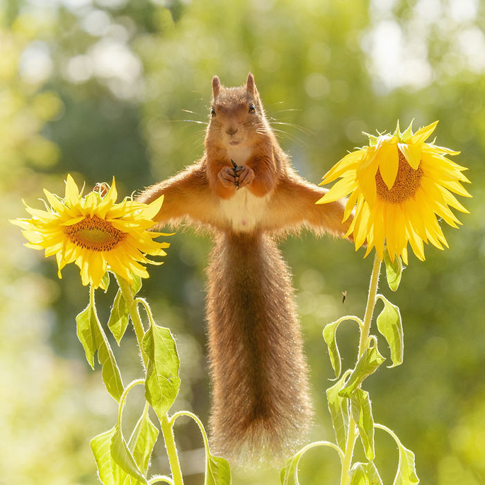 GeertWeggen 11 fotografía ardillas vidasalvaje naturaleza belleza estilodevida