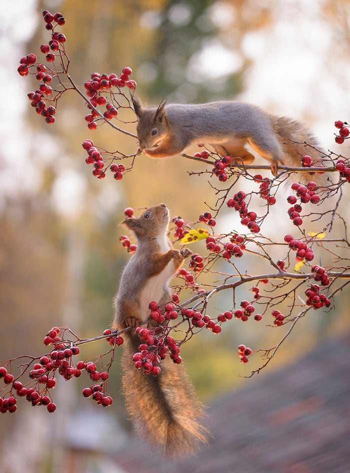 GeertWeggen 12 fotografía ardillas vidasalvaje naturaleza belleza estilodevida