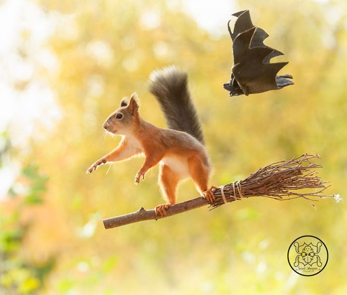 GeertWeggen 14 fotografía ardillas vidasalvaje naturaleza belleza estilodevida