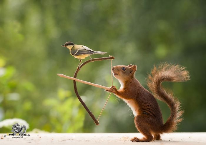 GeertWeggen 16 fotografía ardillas vidasalvaje naturaleza belleza estilodevida