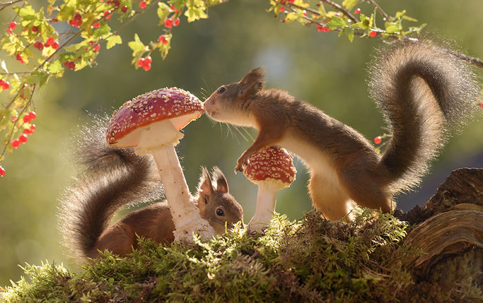 GeertWeggen 17 fotografía ardillas vidasalvaje naturaleza belleza estilodevida