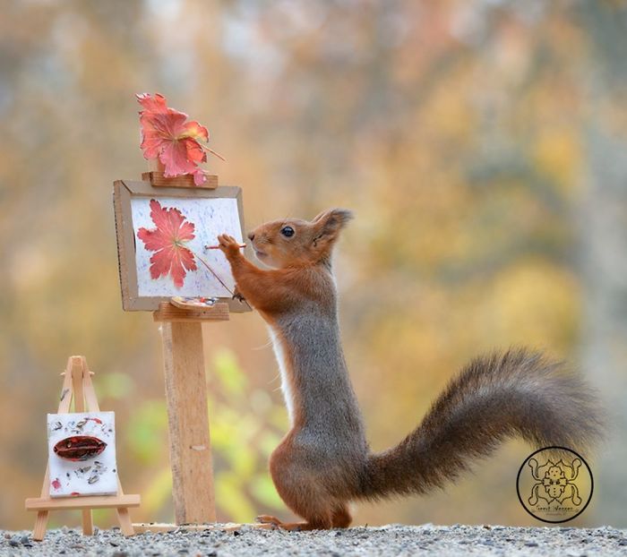 GeertWeggen 18 fotografía ardillas vidasalvaje naturaleza belleza estilodevida