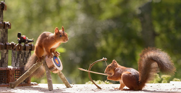 GeertWeggen 21 fotografía ardillas vidasalvaje naturaleza belleza estilodevida