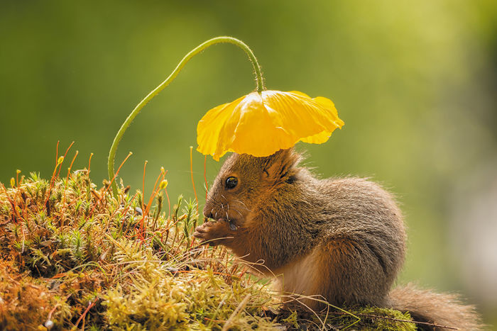 GeertWeggen 4 fotografía ardillas vidasalvaje naturaleza belleza estilodevida