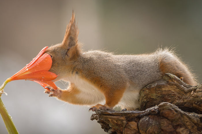 GeertWeggen 5 fotografía ardillas vidasalvaje naturaleza belleza estilodevida