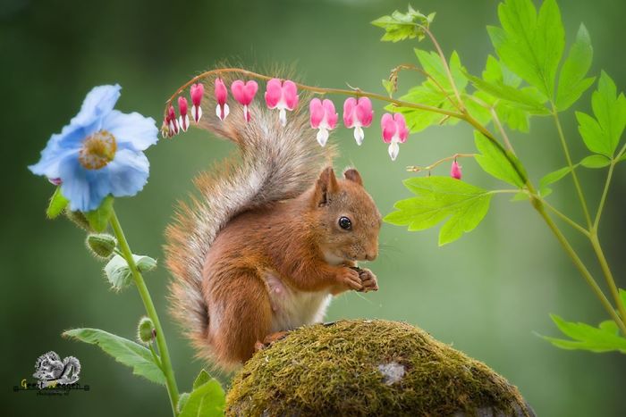 GeertWeggen 7 fotografía ardillas vidasalvaje naturaleza belleza estilodevida