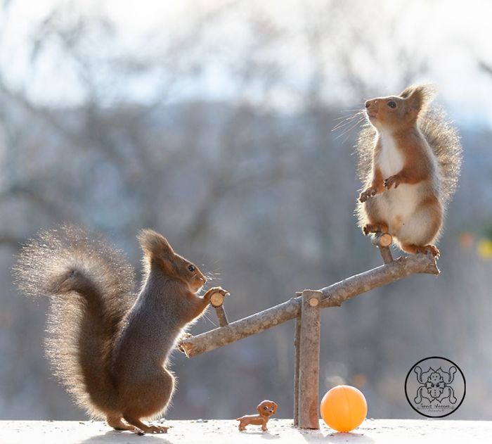 GeertWeggen 8 fotografía ardillas vidasalvaje naturaleza belleza estilodevida