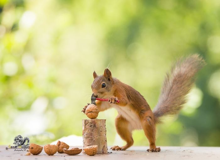 GeertWeggen 9 fotografía ardillas vidasalvaje naturaleza belleza estilodevida