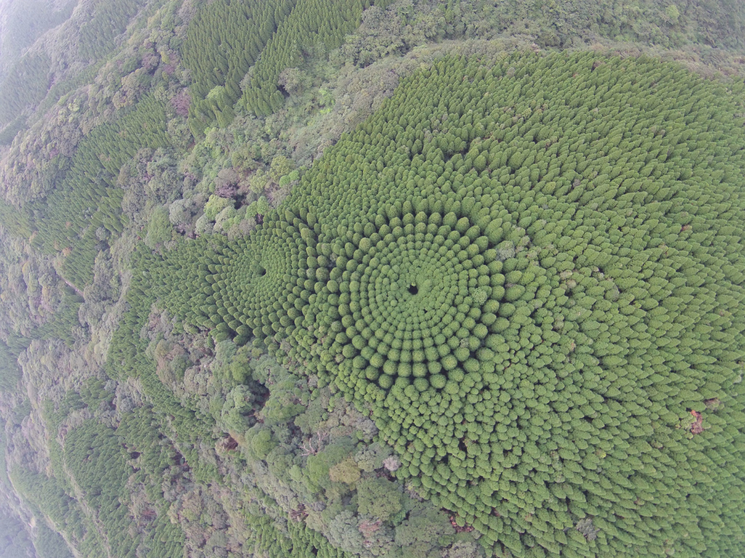 Japón 1 silvicultura forestación naturaleza bosques medioambiente ecología cultivocircular