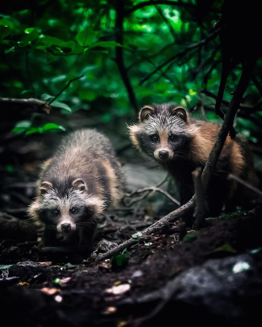 OssiSaarinen 10 Finlandia bosques naturaleza animales magia belleza viajes planeta