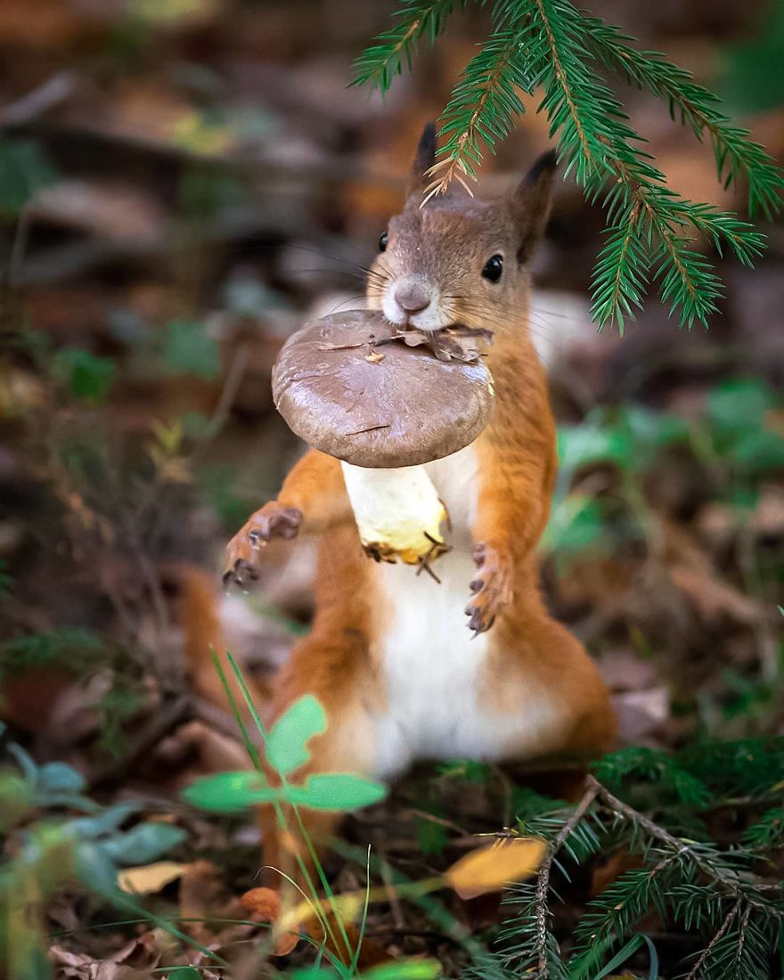 OssiSaarinen 11 Finlandia bosques naturaleza animales magia belleza viajes planeta