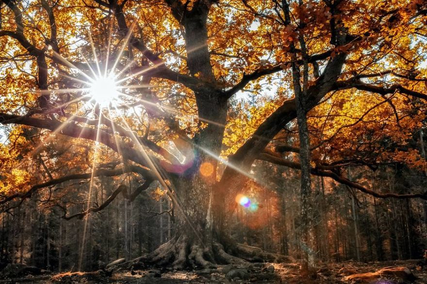 OssiSaarinen 12 Finlandia bosques naturaleza animales magia belleza viajes planeta
