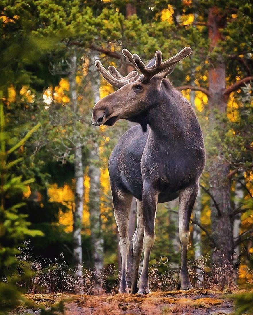 OssiSaarinen 13 Finlandia bosques naturaleza animales magia belleza viajes planeta