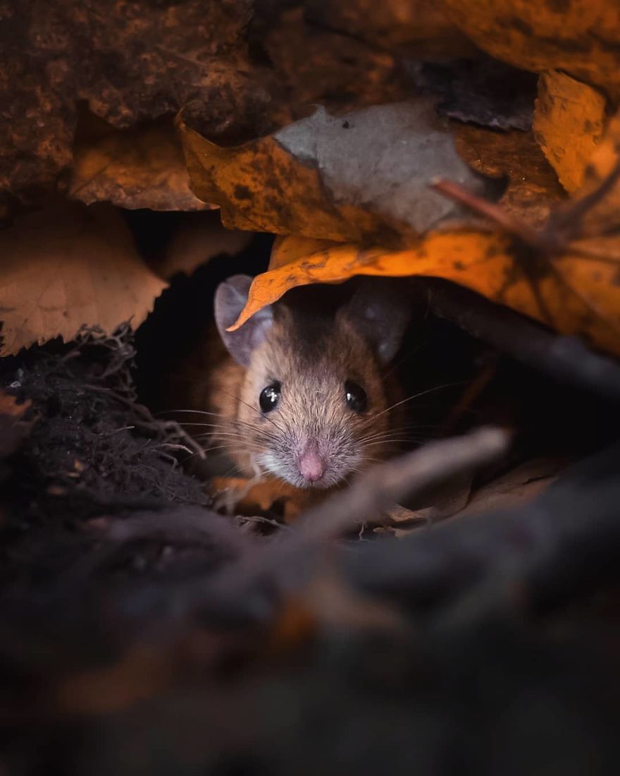OssiSaarinen 15 Finlandia bosques naturaleza animales magia belleza viajes planeta