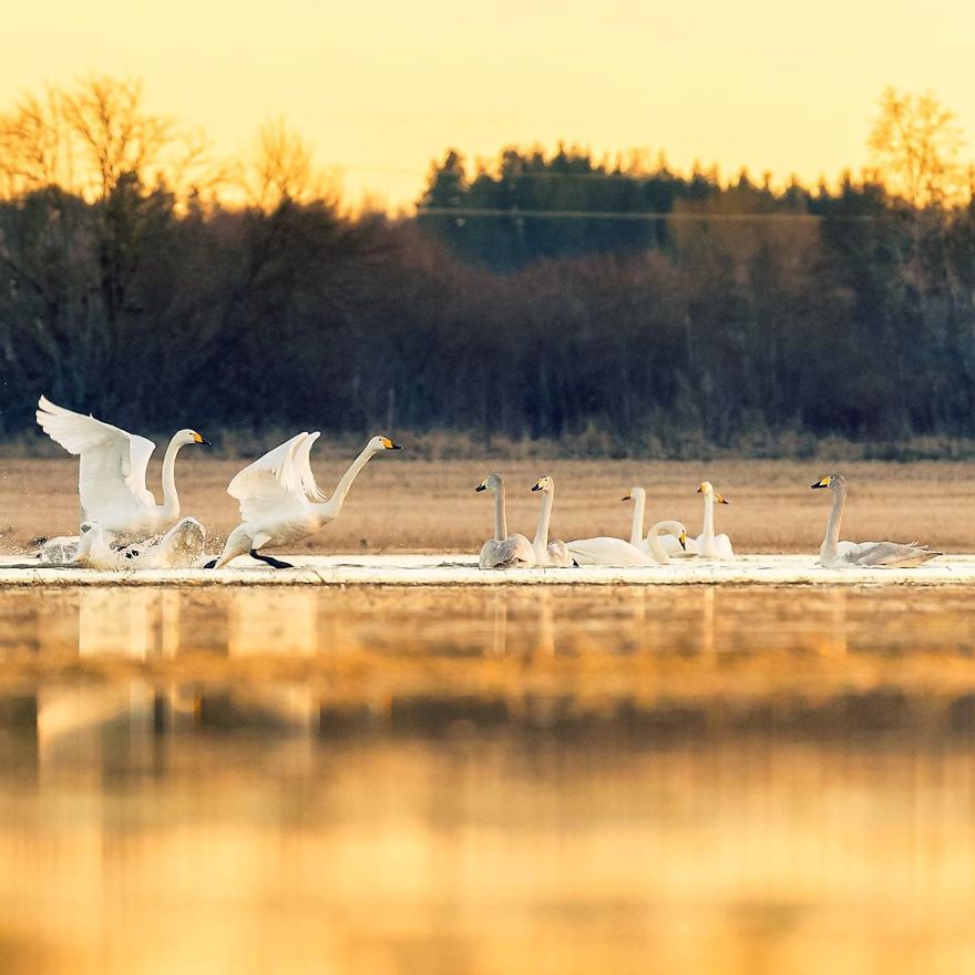 OssiSaarinen 16 Finlandia bosques naturaleza animales magia belleza viajes planeta