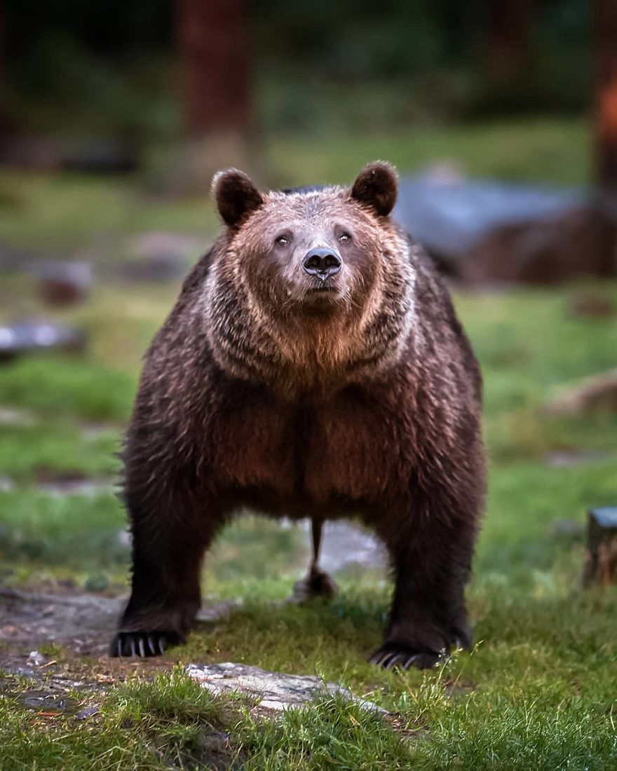 OssiSaarinen 17 Finlandia bosques naturaleza animales magia belleza viajes planeta