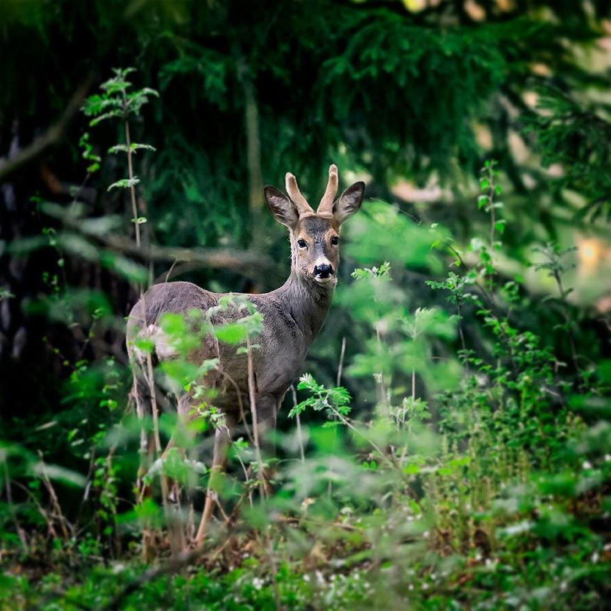 OssiSaarinen 18 Finlandia bosques naturaleza animales magia belleza viajes planeta
