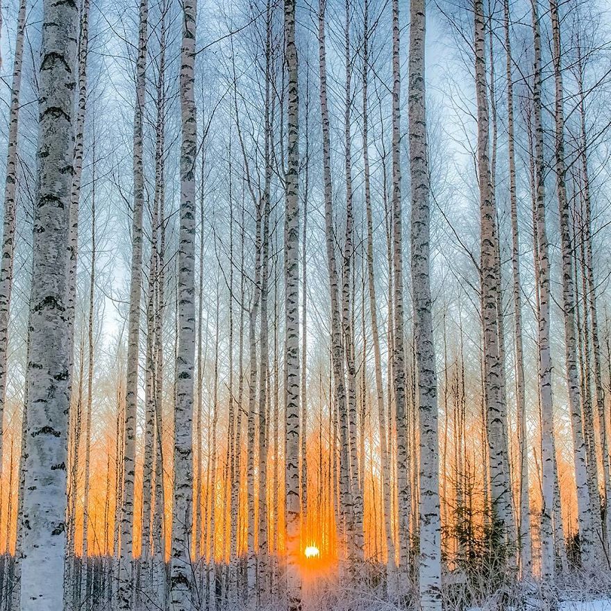 OssiSaarinen 2 Finlandia bosques naturaleza animales magia belleza viajes planeta