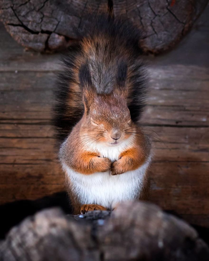 OssiSaarinen 3 Finlandia bosques naturaleza animales magia belleza viajes planeta