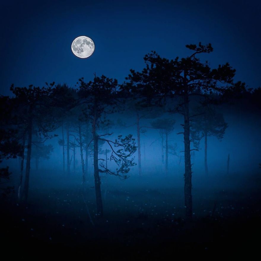 OssiSaarinen 4 Finlandia bosques naturaleza animales magia belleza viajes planeta