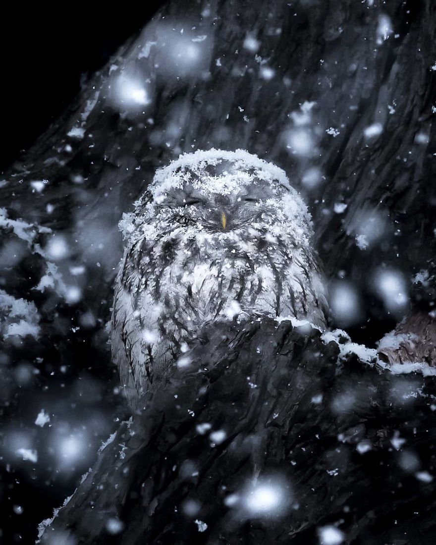 OssiSaarinen 5 Finlandia bosques naturaleza animales magia belleza viajes planeta