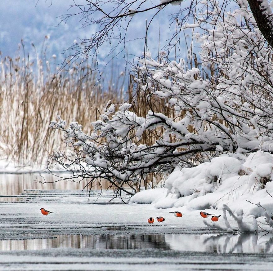 OssiSaarinen 6 Finlandia bosques naturaleza animales magia belleza viajes planeta