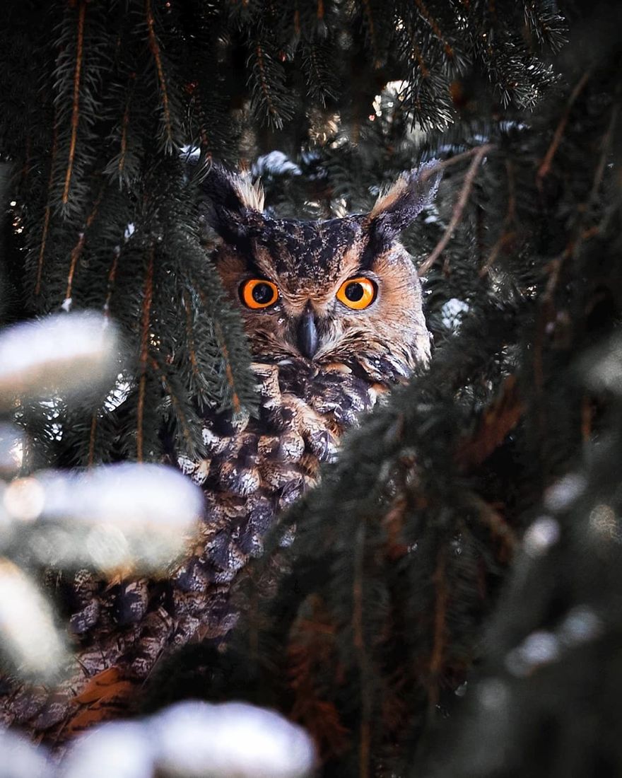 OssiSaarinen 7 Finlandia bosques naturaleza animales magia belleza viajes planeta
