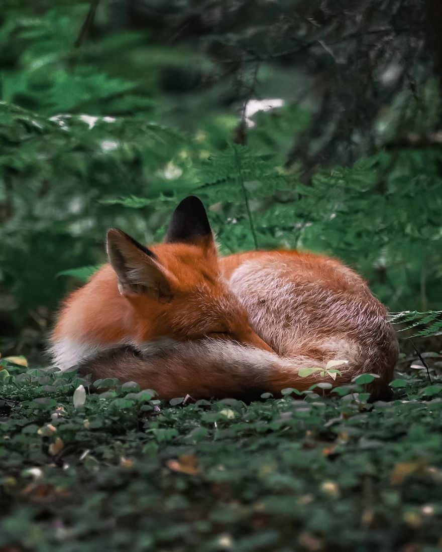 OssiSaarinen 8 Finlandia bosques naturaleza animales magia belleza viajes planeta