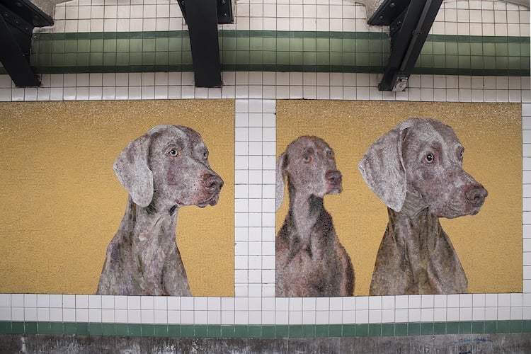 WilliamWegman 1 mosaicos Weimaraner intervencionesurbanas arteurbano MetroDeNuevaYork color