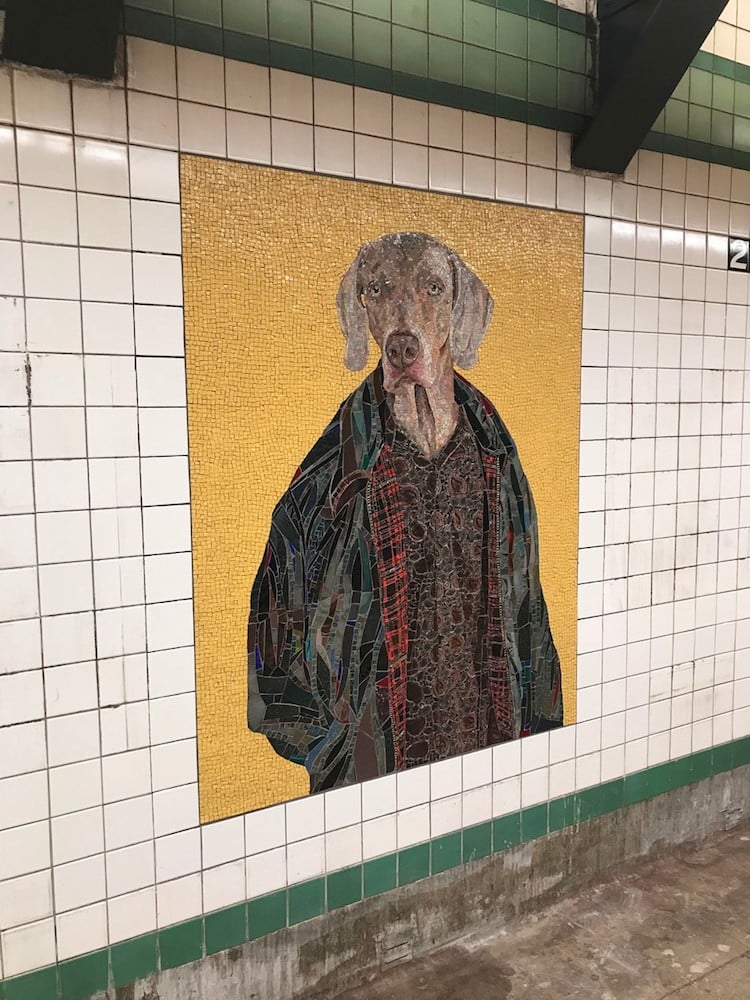 WilliamWegman 5 mosaicos Weimaraner intervencionesurbanas arteurbano MetroDeNuevaYork color