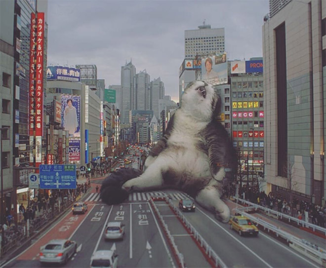 FransditaMuafidin 10 gatos MontajeFotografico photoshop humor curiosidad instagram catzilla