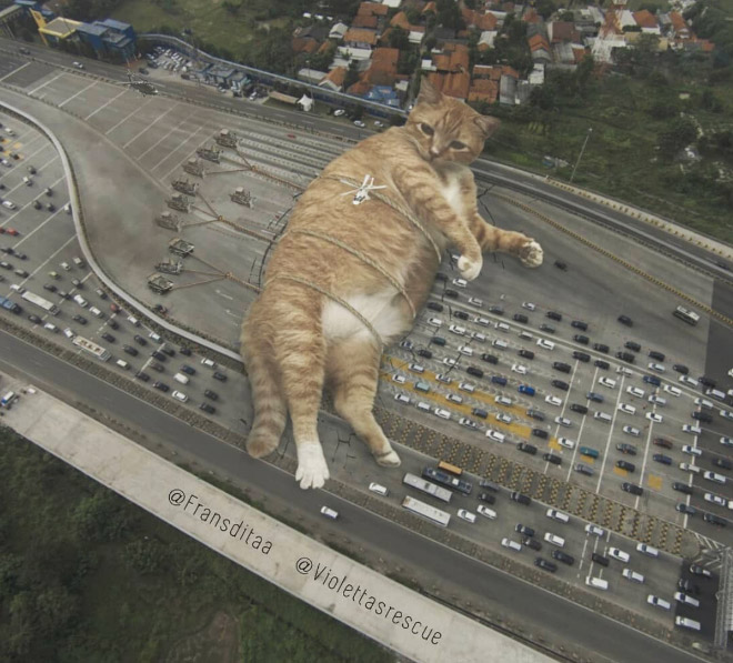 FransditaMuafidin 11 gatos MontajeFotografico photoshop humor curiosidad instagram catzilla