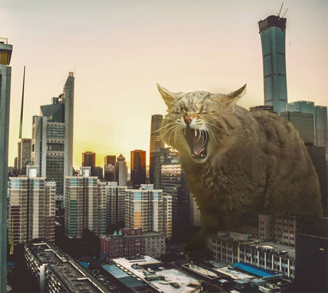 FransditaMuafidin 12 gatos MontajeFotografico photoshop humor curiosidad instagram catzilla