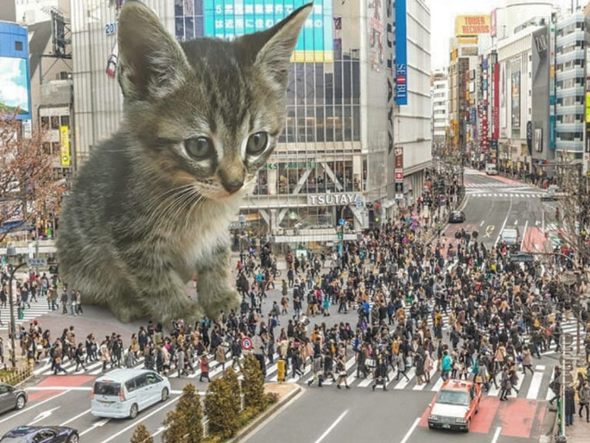 FransditaMuafidin 13 gatos MontajeFotografico photoshop humor curiosidad instagram catzilla