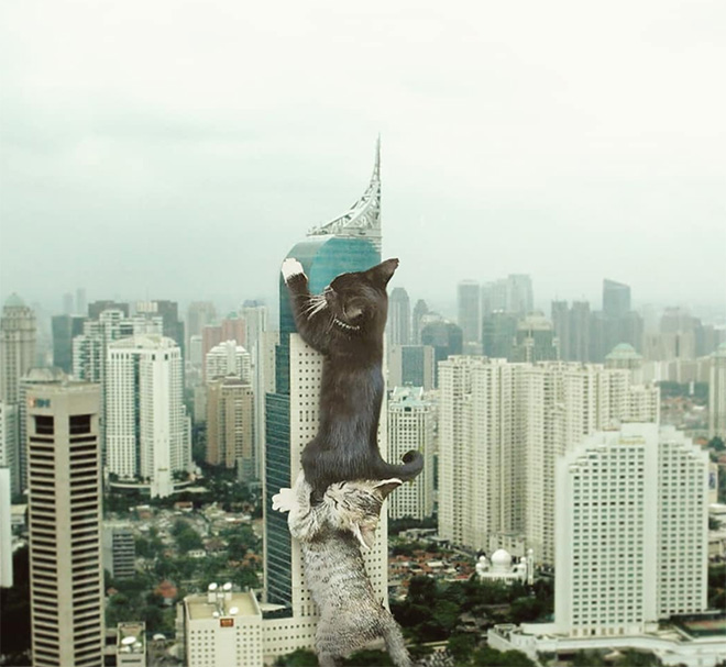 FransditaMuafidin 15 gatos MontajeFotografico photoshop humor curiosidad instagram catzilla