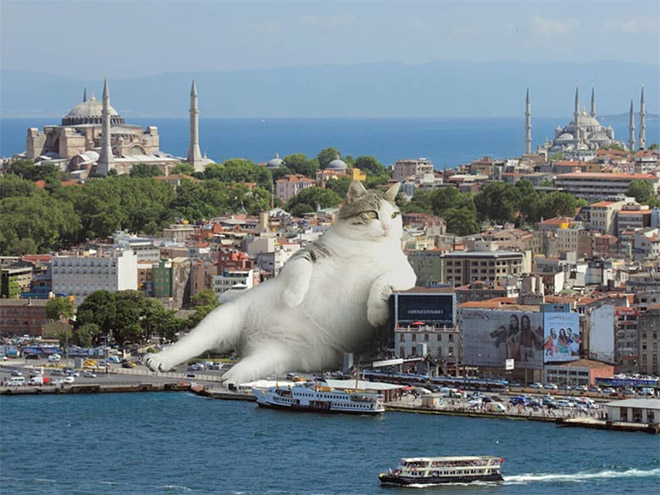 FransditaMuafidin 2 gatos MontajeFotografico photoshop humor curiosidad instagram catzilla