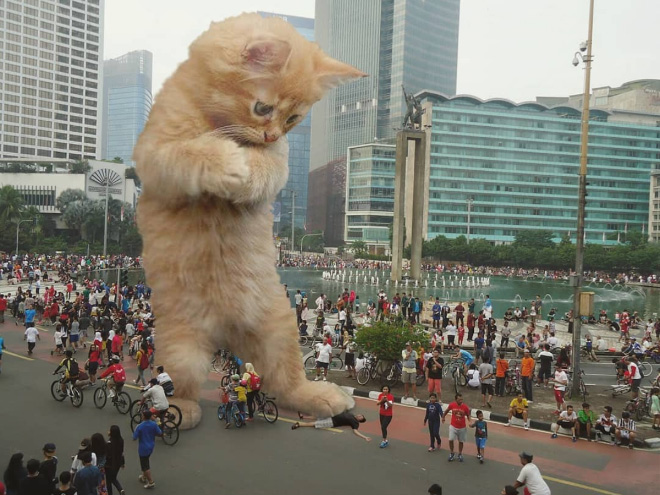 FransditaMuafidin 3 gatos MontajeFotografico photoshop humor curiosidad instagram catzilla