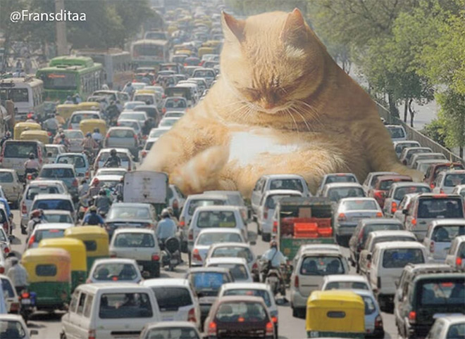 FransditaMuafidin 5 gatos MontajeFotografico photoshop humor curiosidad instagram catzilla