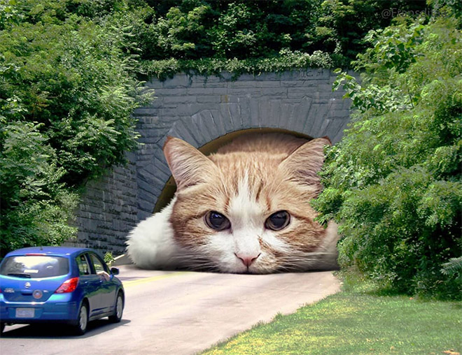 FransditaMuafidin 7 gatos MontajeFotografico photoshop humor curiosidad instagram catzilla