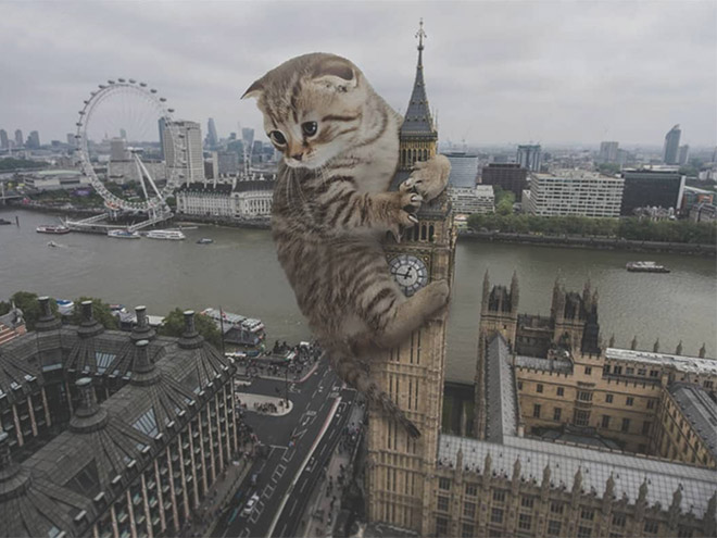 FransditaMuafidin 9 gatos MontajeFotografico photoshop humor curiosidad instagram catzilla