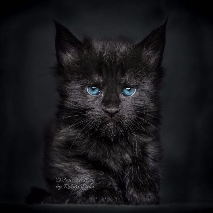 Gato MaineCoon fotografía de RobertSijka