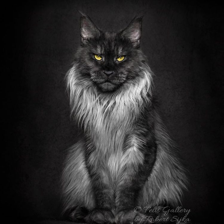 Gato MaineCoon fotografía de RobertSijka
