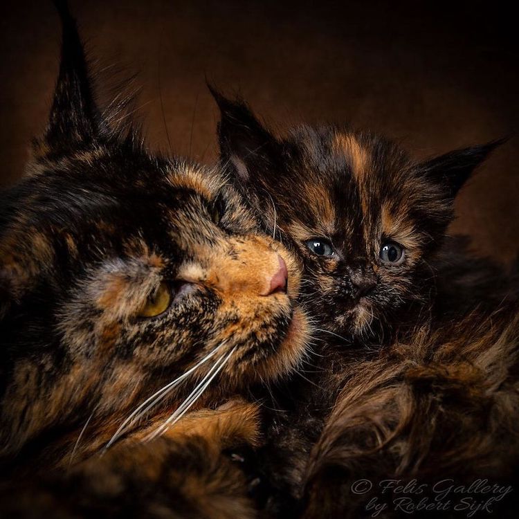 Gato MaineCoon fotografía de RobertSijka