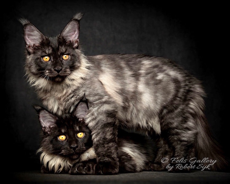 Gato MaineCoon fotografía de RobertSijka