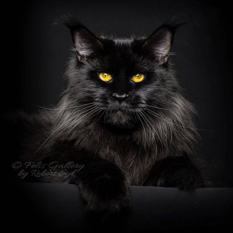 Gato MaineCoon fotografía de RobertSijka