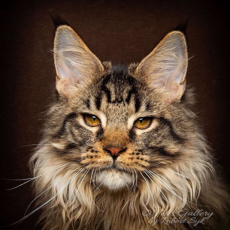 Gato MaineCoon fotografía de RobertSijka