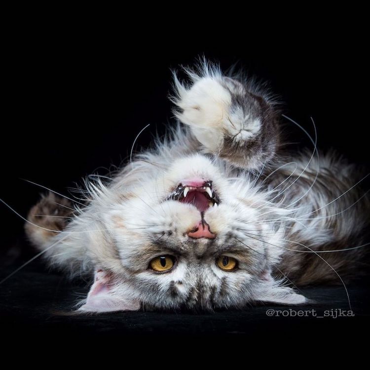 MaineCoon pot RobertSijka